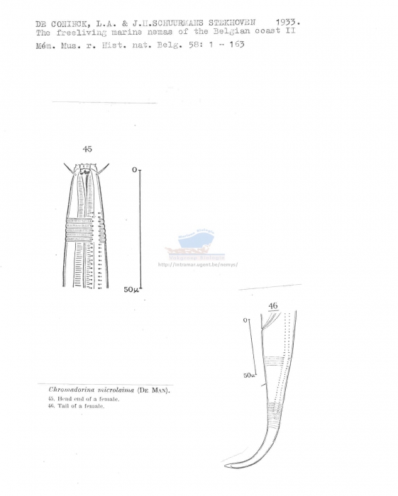 Atrochromadora microlaima