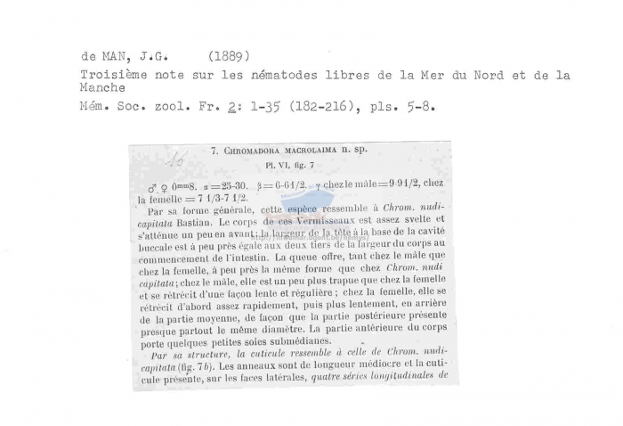 Chromadora macrolaima