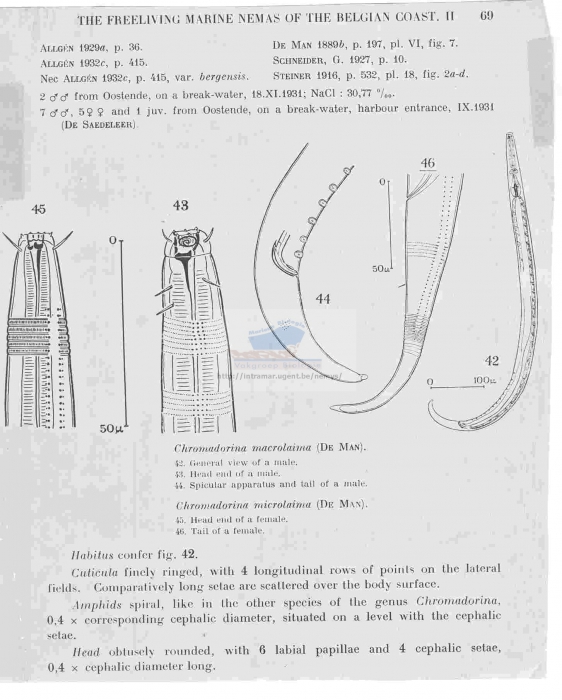 Chromadora macrolaima