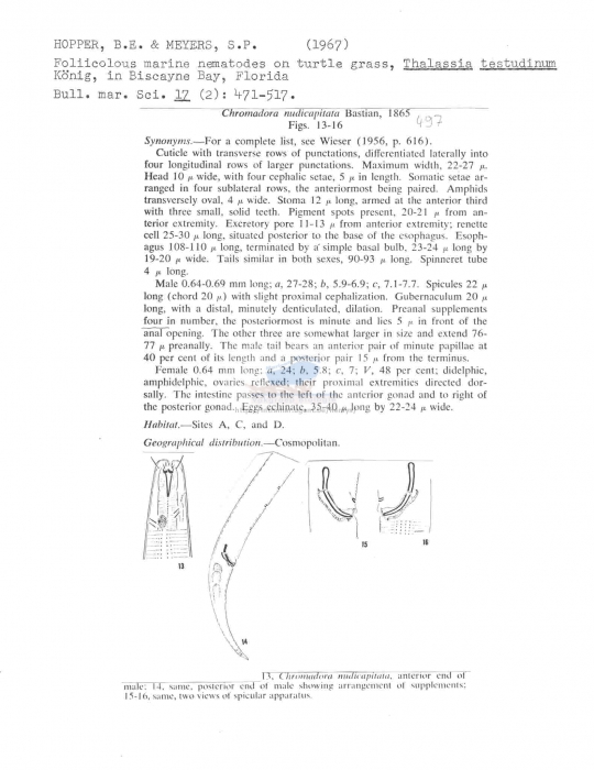 Chromadora nudicapitata