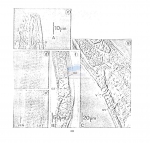 Chromadora nudicapitata