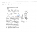 Chromadora nudicapitata