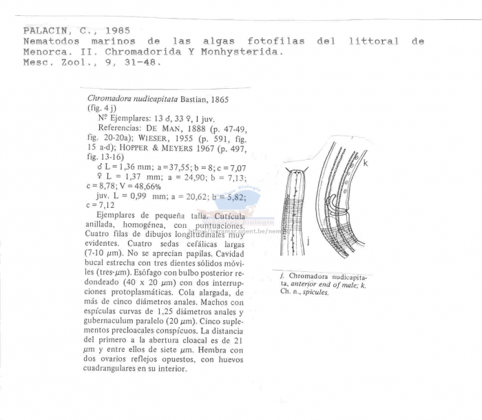 Chromadora nudicapitata
