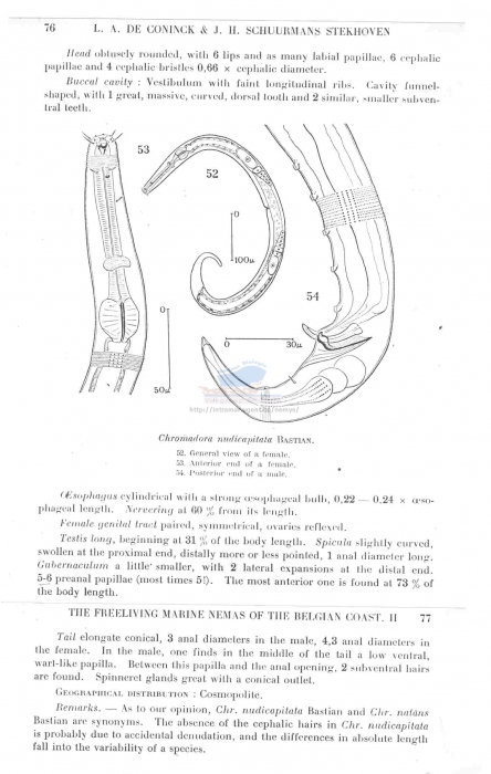Chromadora nudicapitata