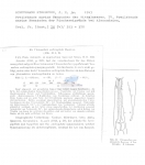 Chromadora nudicapitata