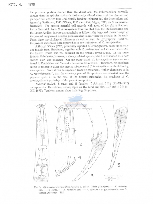 Chromadora brevipapillata