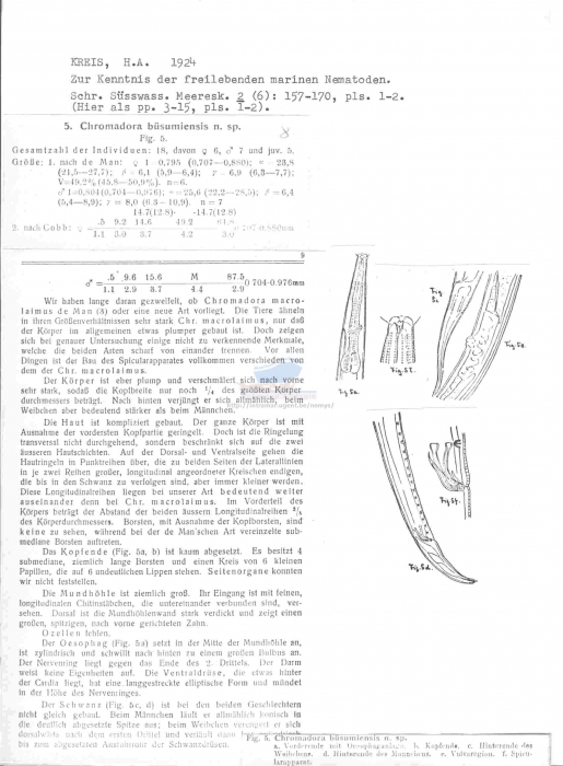 Chromadora buesumensis