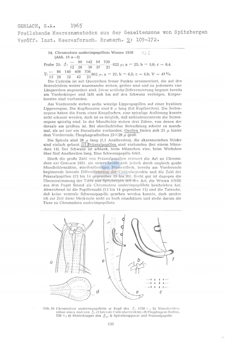 Chromadora undecimpapillata