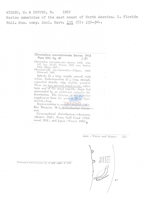 Chromadora macrolaimoides