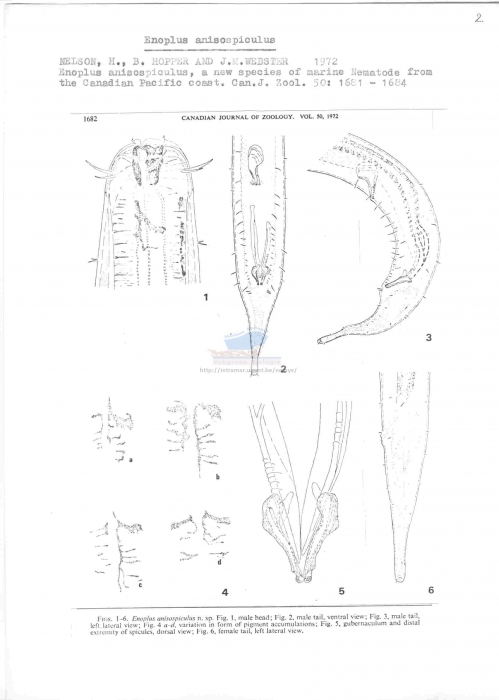 Enoplus anisospiculus