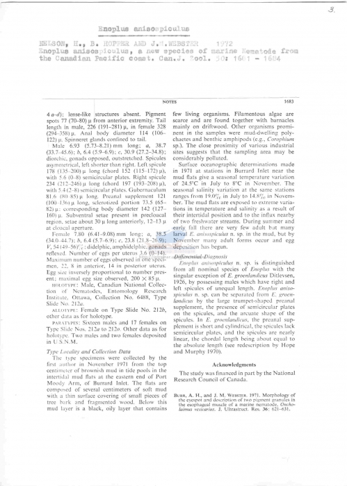 Enoplus anisospiculus