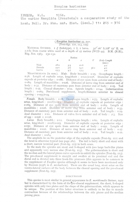 Enoplus harlockae