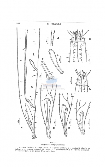 Enoploides longispiculosus