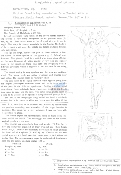 Enoploides cephalophorus
