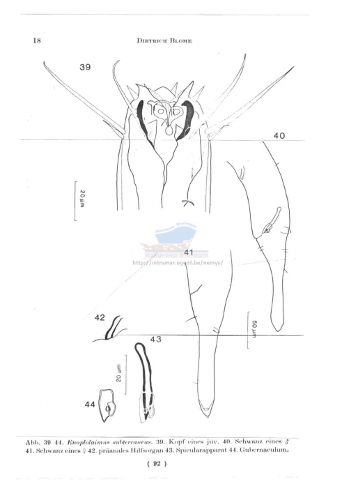 Enoplolaimus subterraneus
