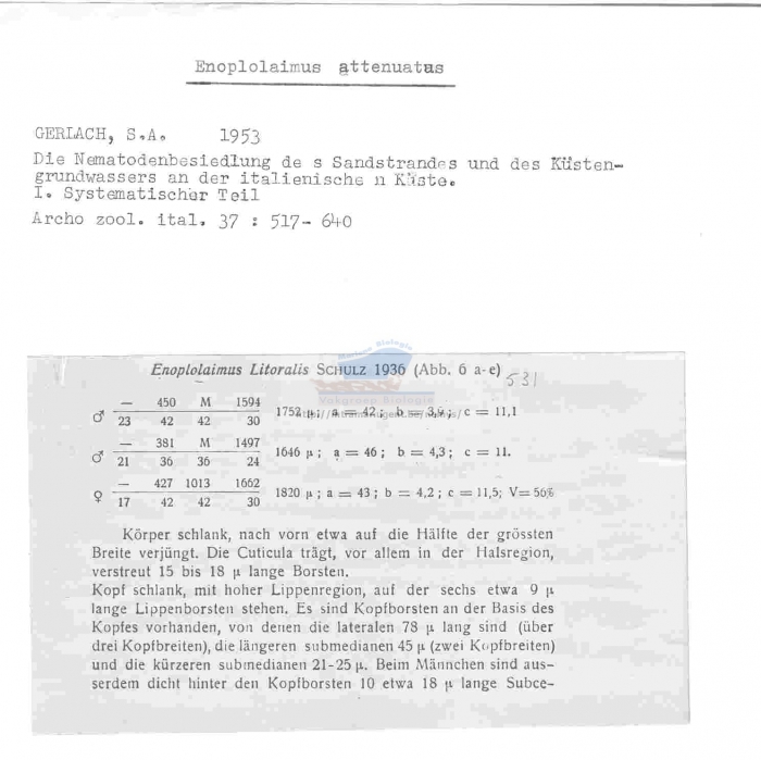 Enoplolaimus attenuatus
