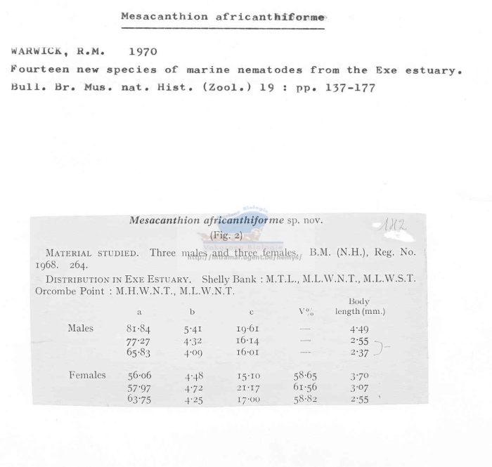 Mesacanthion africanthiforme