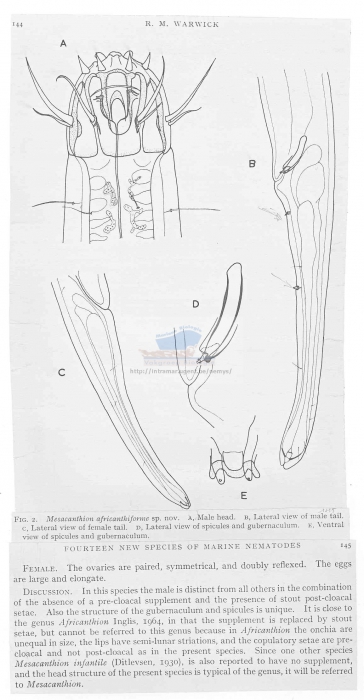 Mesacanthion africanthiforme