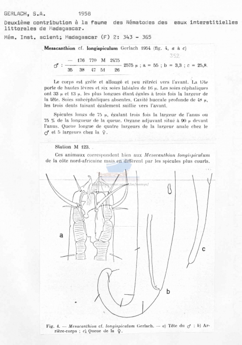 Mesacanthion longispiculum
