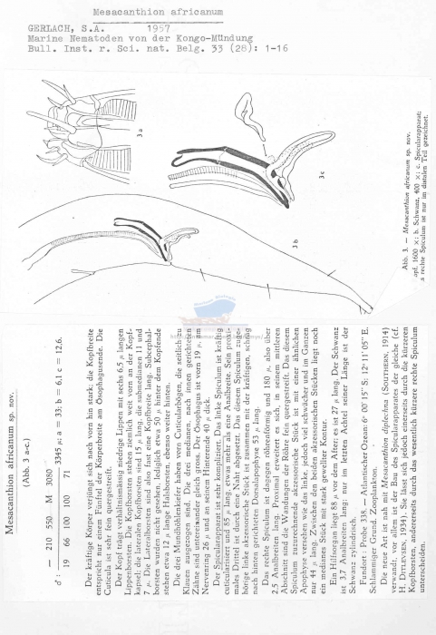 Mesacanthion africanum