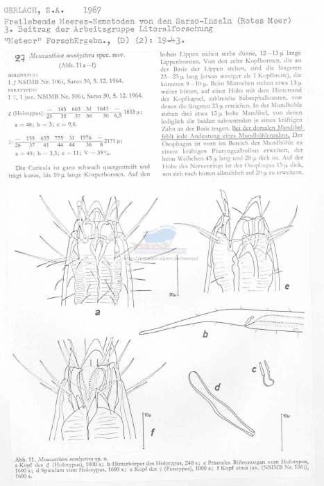Mesacanthion monhystera
