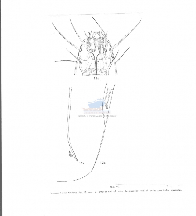 Mesacanthoides fibulatus