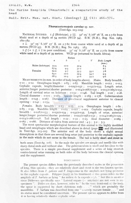Thoracostomopsis carolae