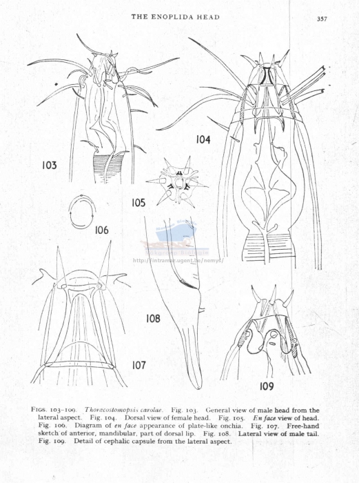 Thoracostomopsis carolae