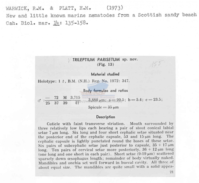 Trileptium parisetum