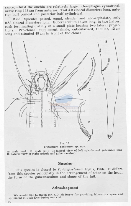 Trileptium parisetum