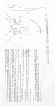 Trileptium longisetosum