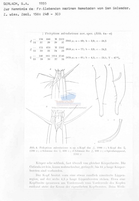 Trileptium salvadoriense