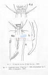 Trileptium stylum