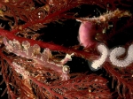 Nudibranchia
