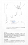 Trileptium otti