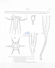 Nematode file-library of the Marine Biology Section (Ghent University, Belgium)