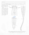 Nematode file-library of the Marine Biology Section (Ghent University, Belgium)