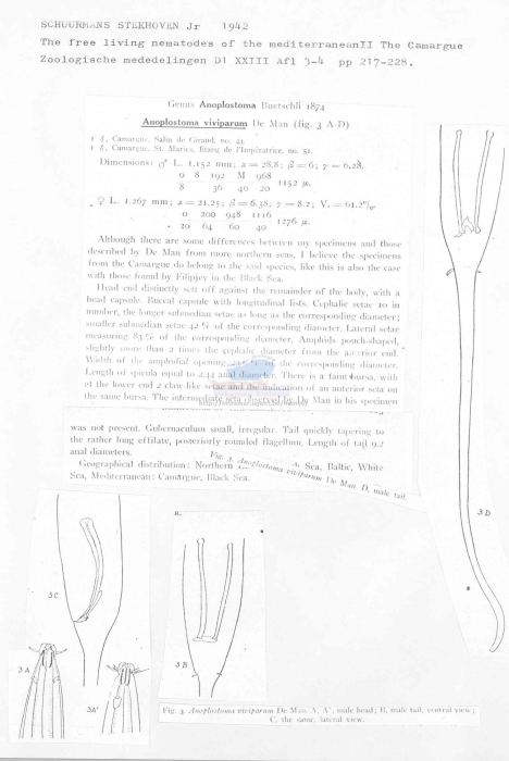 Anoplostoma viviparum