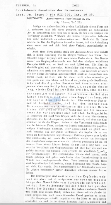 Chaetonema longisetum