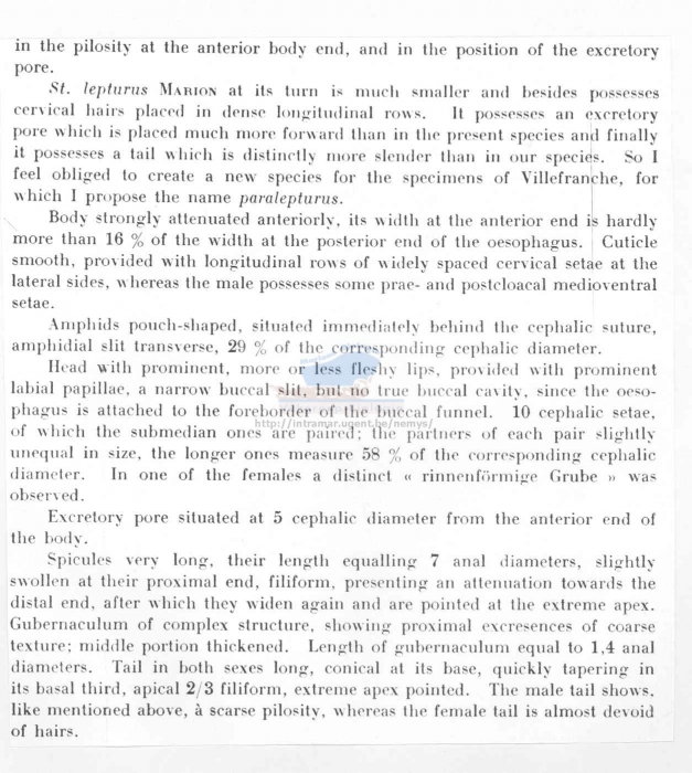 Crenopharynx paralepturus