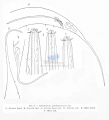 Nematode file-library of the Marine Biology Section (Ghent University, Belgium)