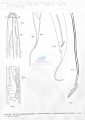 Nematode file-library of the Marine Biology Section (Ghent University, Belgium)