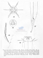 Nematode file-library of the Marine Biology Section (Ghent University, Belgium)