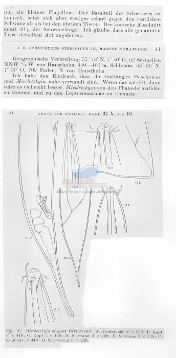 Micoletzkyia elegans