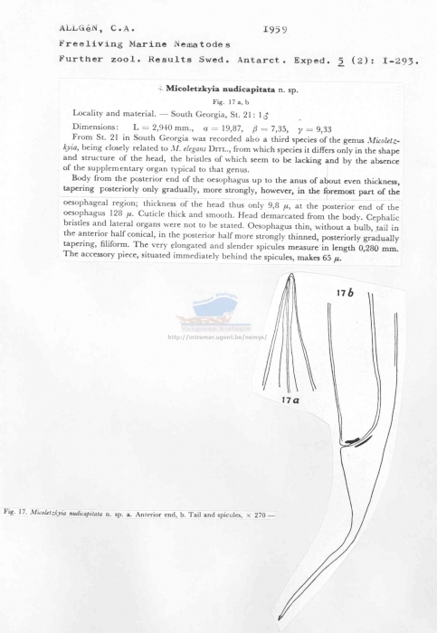 Micoletzkyia nudicapitata