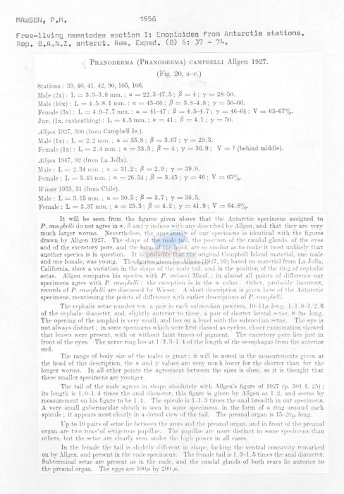 Phanoderma campbelli