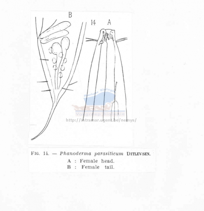Phanoderma parasiticum