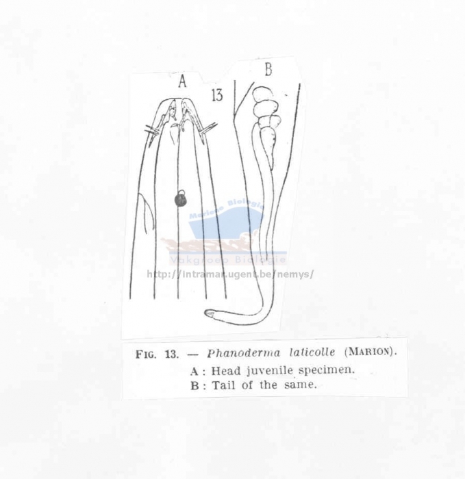 Phanoderma laticolle