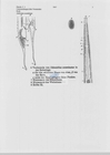 Nematode file-library of the Marine Biology Section (Ghent University, Belgium)