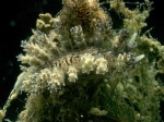 Nudibranchia